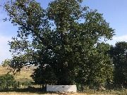 Сайтаркент_Пир-Атлу