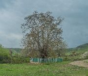 Платан_Нютюг